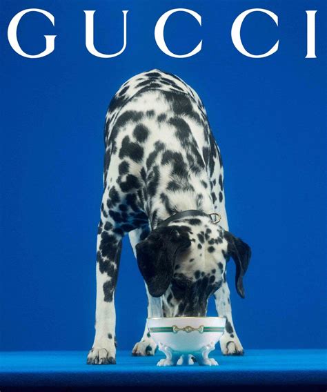 gucci pet net echt|gucci pet shop.